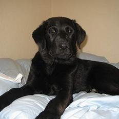 Labrador retriever Frida