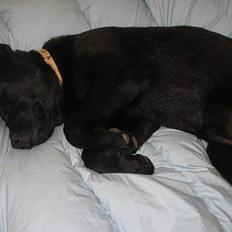 Labrador retriever Frida