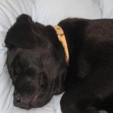 Labrador retriever Frida