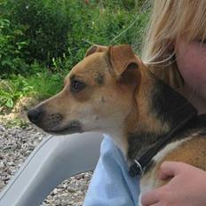 Dansk svensk gaardhund Molly