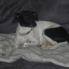 Dansk svensk gaardhund Nanna