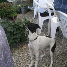 Dansk svensk gaardhund Nanna