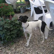 Dansk svensk gaardhund Nanna