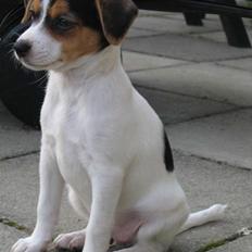 Dansk svensk gaardhund Molly