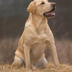 Labrador retriever Becks