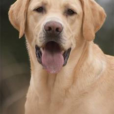 Labrador retriever Becks