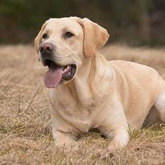Labrador retriever Becks