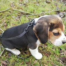Beagle Nikolaj