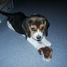 Beagle Nikolaj