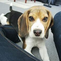 Beagle Nikolaj