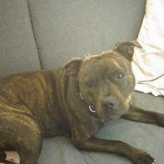 Staffordshire bull terrier Dina