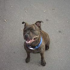 Staffordshire bull terrier Dina