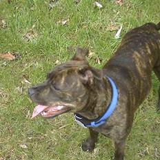 Staffordshire bull terrier Dina