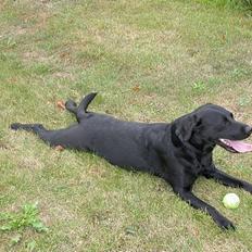 Labrador retriever Tessi