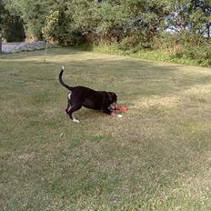 Entlebucher sennenhund Hemi