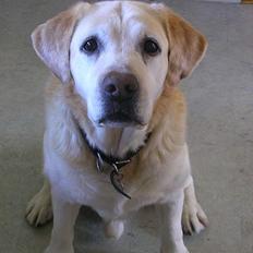 Labrador retriever dandy (lever ikke mere)