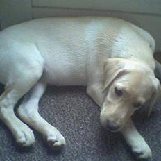 Labrador retriever Nellie
