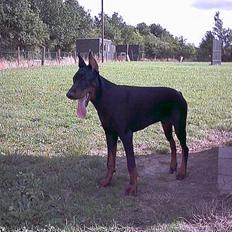 Dobermann Cobra