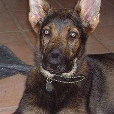 Schæferhund Futte (DØD) 