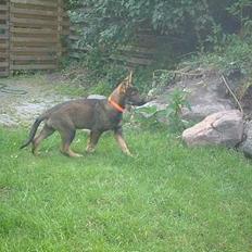 Schæferhund Futte (DØD) 