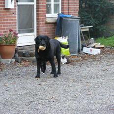 Labrador retriever Rollo 