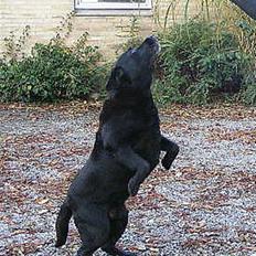 Labrador retriever Rollo 