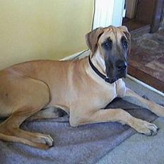 Grand danois Great Dane's Tinka