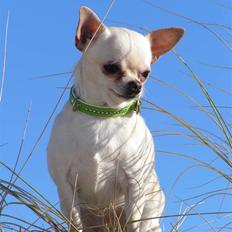 Chihuahua SHANTI