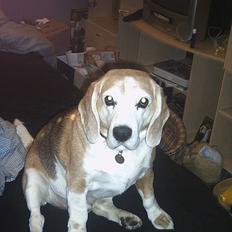 Beagle Albert (R.I.P)