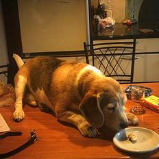 Beagle Albert (R.I.P)