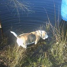 Beagle Albert (R.I.P)