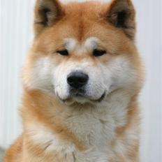 Akita inu Choco