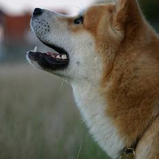 Akita inu Choco