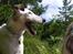 Glathåret foxterrier Hobbi  - På kanotur i Sverige 