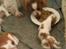 Welsh springer spaniel Chili  25 / 12 - Chili i et stille øjeblik m. hvalp 9 dage gammel