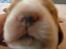 Welsh springer spaniel Chili  25 / 12 - Frk. næsvis  :-)