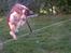 Welsh springer spaniel Chili  25 / 12 - UUUPS en snor i flyvefart