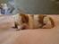 Welsh springer spaniel Chili  25 / 12 - Chilis lille vidunder nr. 4