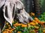 Weimaraner Asti - Asti overvåger brombasser i vores Tagetesbed