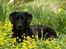 Labrador retriever Molly - Molly på hendes fødselsdag