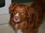 Nova scotia duck tolling retriever Balto