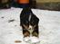Berner sennenhund Lonnie - Lonnie´s hvalp Bamse elsker sneen...