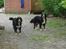 Berner sennenhund Lonnie - Det er så min mor Molly (til højre), og min moster Sussie til Venstre.