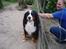 Berner sennenhund Lonnie - Her er så min dejlige store far "Bjørn"...