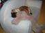 Blanding af racer Obelix (Mops/pekingeser) - Min Hundi og min sofa.... Kan det blive bedre?