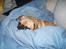 Blanding af racer Obelix (Mops/pekingeser) - Zzzzzz........