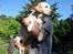 Labrador retriever Maggie (død 2013) - Man bliver vel aldrig for stor til at blive taget op