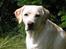 Labrador retriever Maggie (død 2013)