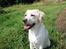 Labrador retriever Maggie (død 2013)