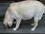 Labrador retriever Maggie (død 2013) - En meget gravid Maggie